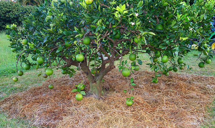Airflow Around Fruit Trees for Sale: A Nursery Specialist Perspective for British Gardens